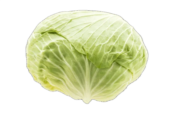 पत्तागोभी Cabbage
