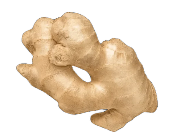 अद्रक Gingar