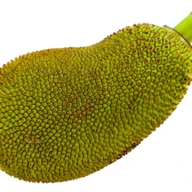 Jackfruit कटहल